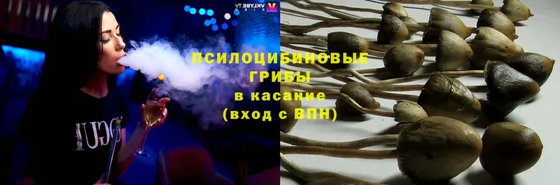 Псилоцибиновые грибы Cubensis  Усолье-Сибирское 